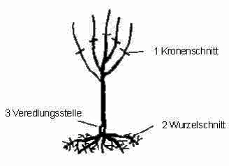 pflanzschnitt