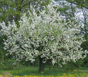 apfelbaum bluete sindelhof bözberg
